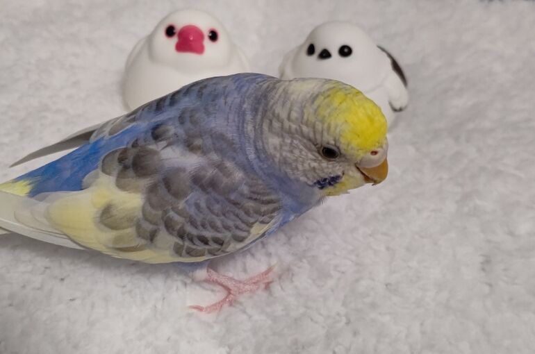 ルリ