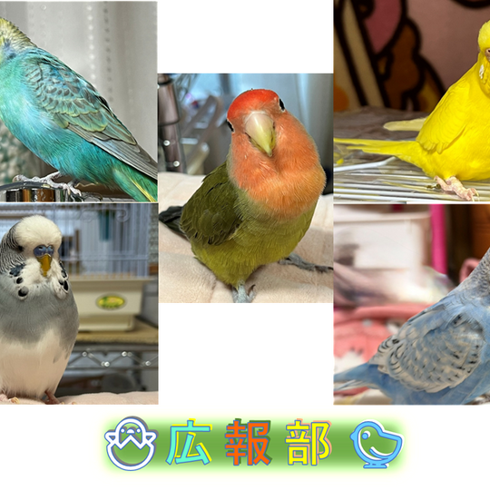 広報部(5羽)