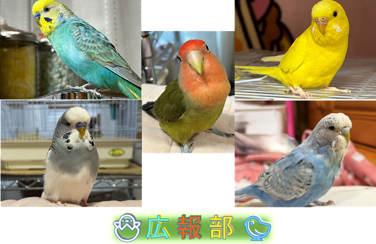 広報部(5羽)